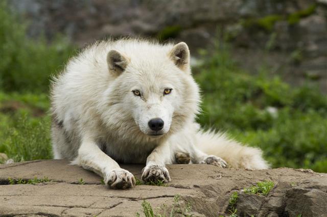 Male Arctic Wolf
