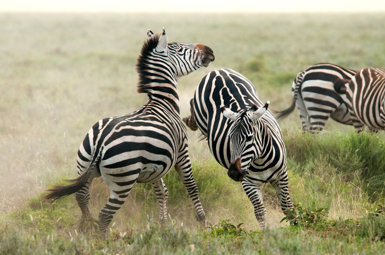 are zebras white with black stripes