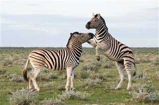 Two Plains Zebra Namibia