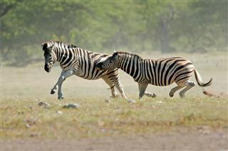 Fighting Plains Zebras