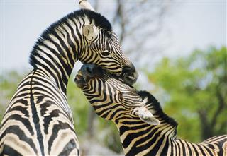 Zebras Playing
