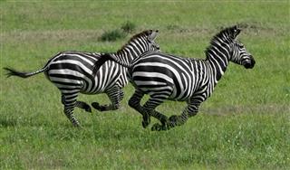 Two Wild Zebras Running