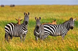 Zebras In The Serengeti