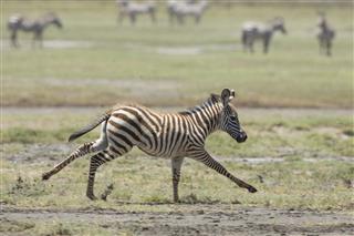 Young Common Zebra Foal
