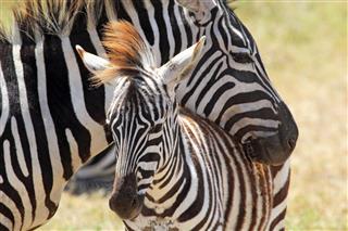 Baby Zebra With Mother