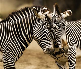 Two Zebras Playing