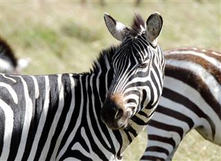 Young Zebra Turning Its Head