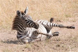 Zebra Foal Rolls In Dust On Savannah