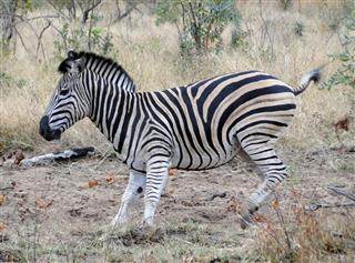 Zebra In Kruger National Park