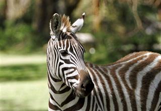 The Striped Beautiful Zebra