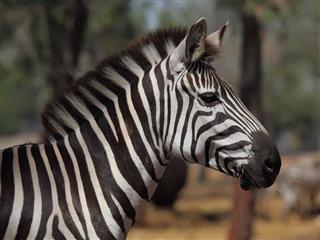 Portrait Of Zebra