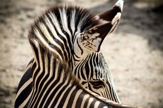 Twisted Zebra