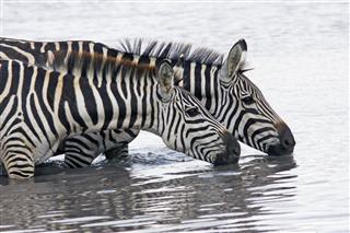 Two Zebras Drinking Water