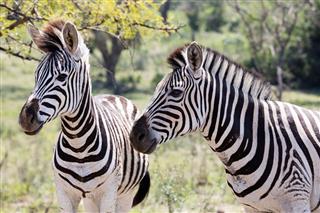 Two Zebra In South Africa