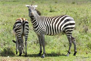 Curious Zebra