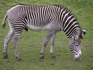 Male Grevys Zebra