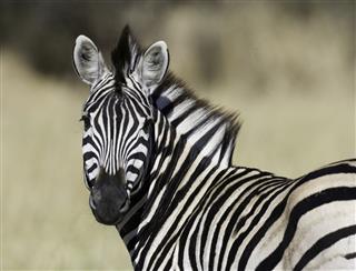 Graceful Zebra