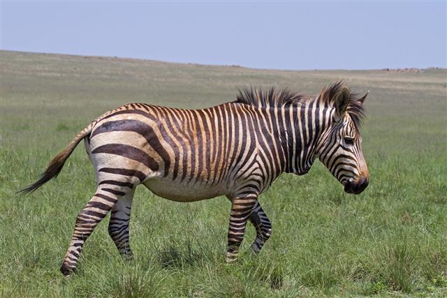 Endangered Cape Mountain Zebra