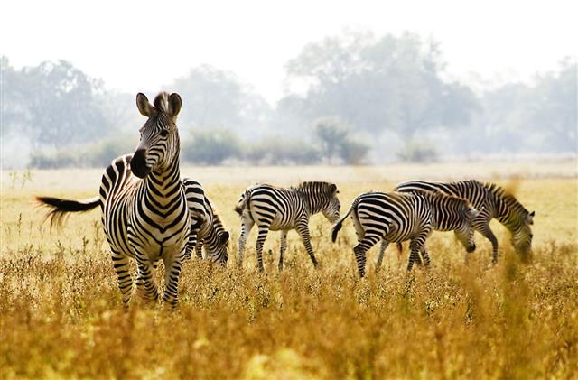 Male Zebra Protecting His Herd