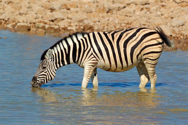Plains Zebra Drinking