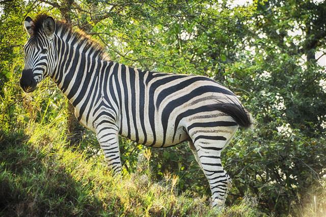Zebra In Kruger Wildlife Reserve