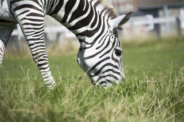 Close Up Of A Zebra Grazing