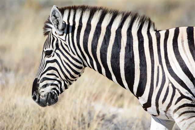 A Really Stunning List of 20 Animals That are Black and White - Animal Sake