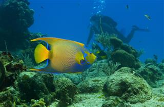 Yellow And Blue Queen Angelfish