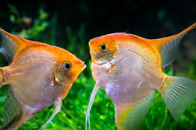 Fish Kissing Underwater