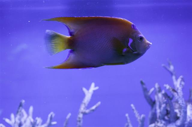 Queen Angelfish In Aquarium