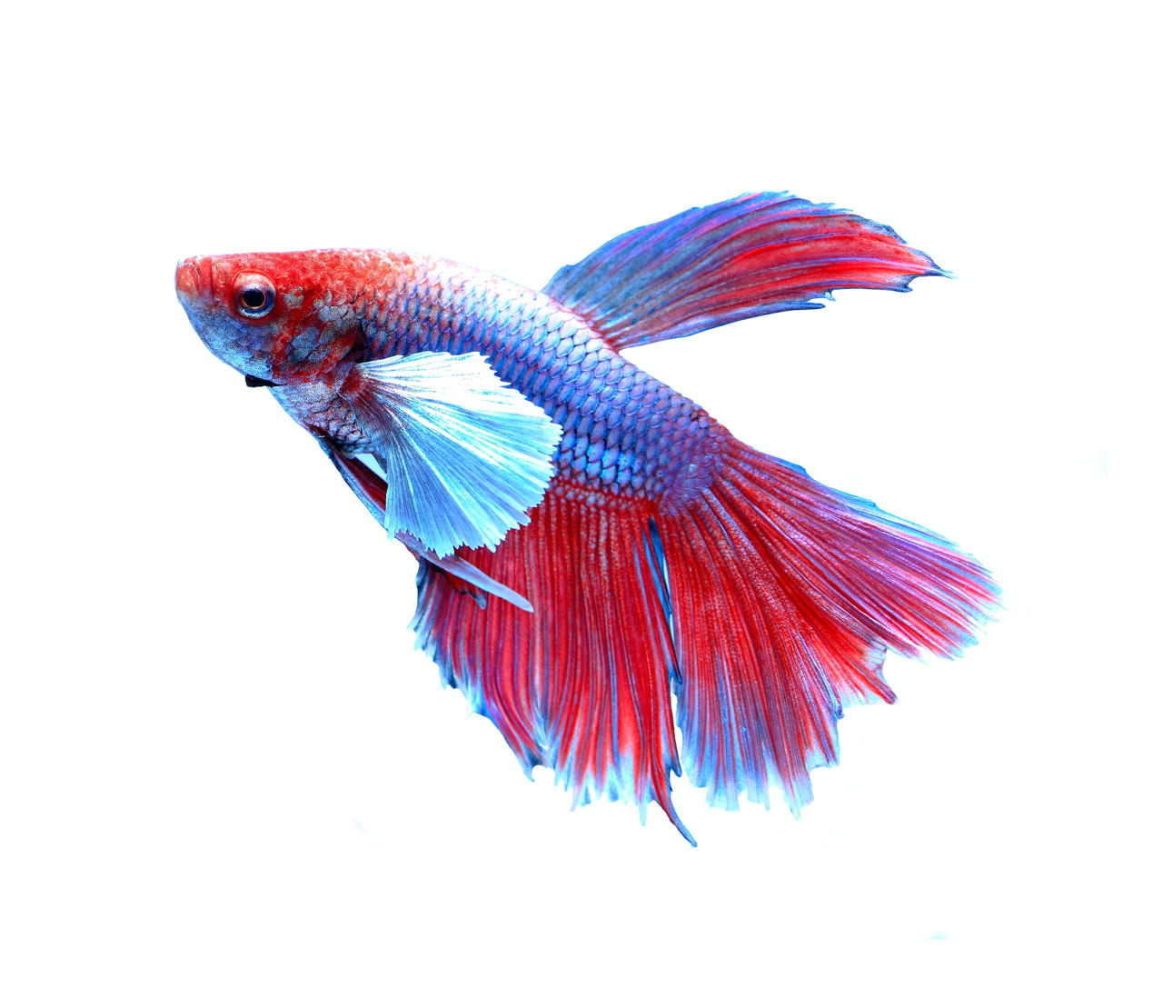 Do Betta Fish Sleep? When and How? Find Out Right Here ...