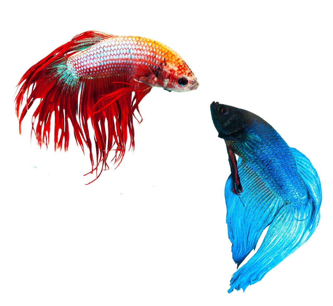 Do Betta Fish Sleep? When and How? Find Out Right Here ...