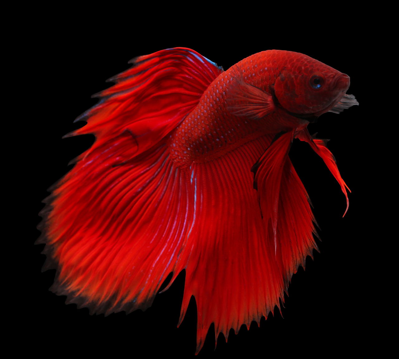 Do Betta Fish Sleep? When and How? Find Out Right Here - Pet Ponder