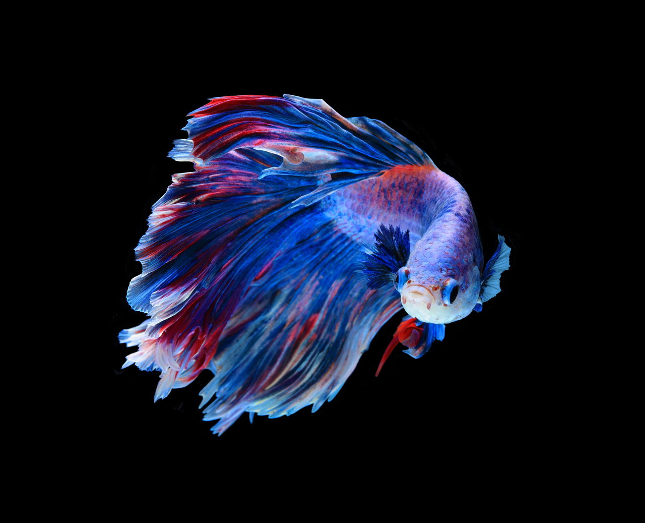 Facts and Care Tips About the Beautiful Crowntail Betta ...