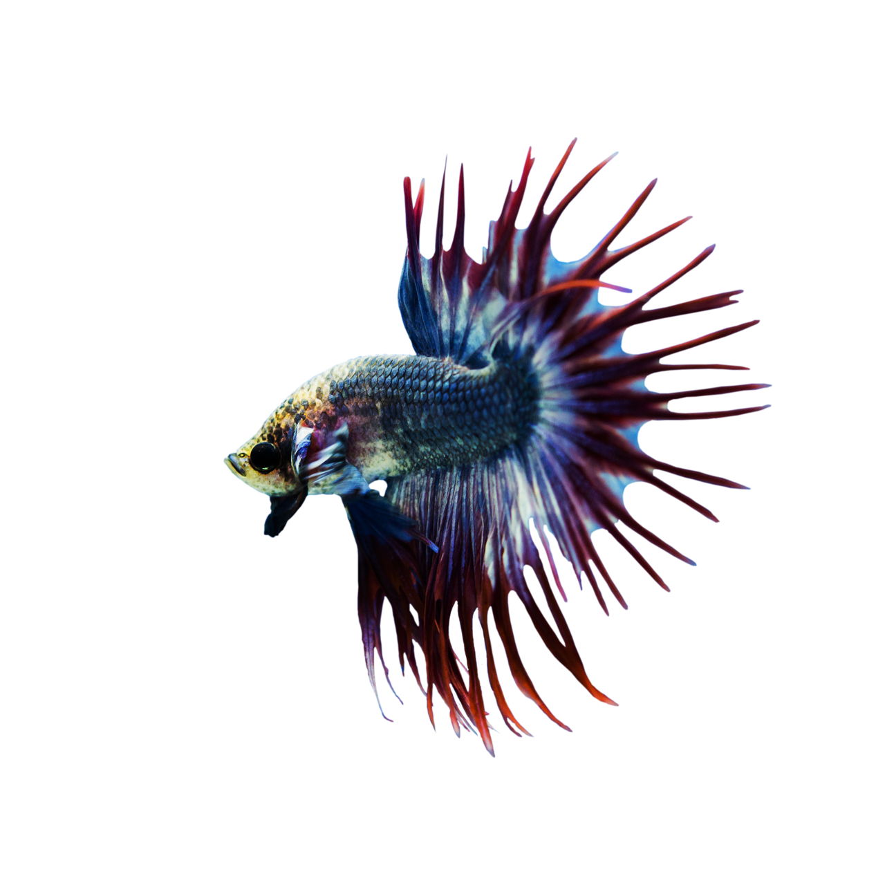 Do Betta Fish Sleep? When and How? Find Out Right Here