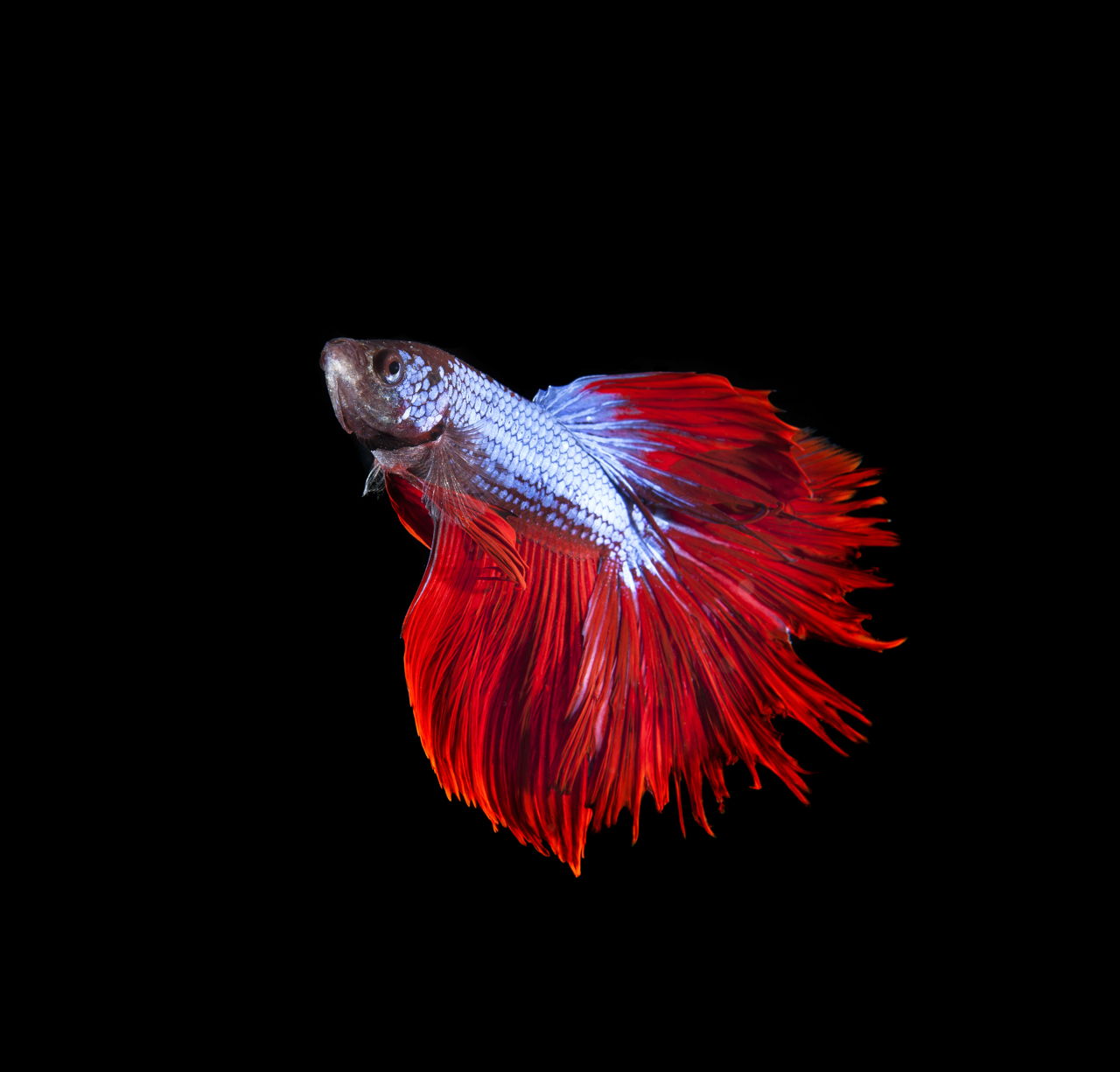 We Suggest Adorable Names for Your Delicate Darling Betta Fish