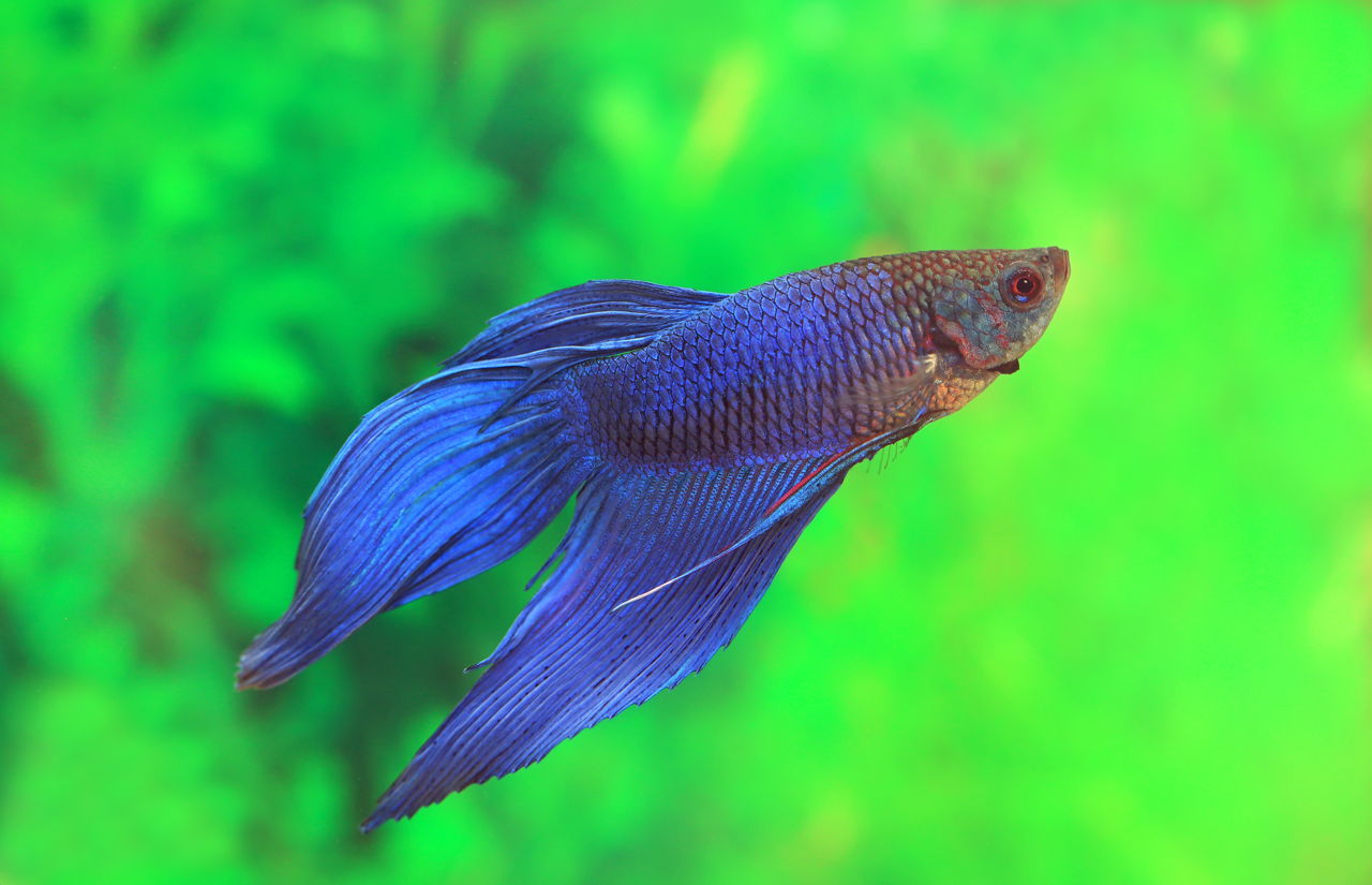 We Suggest Adorable Names for Your Delicate Darling Betta ...