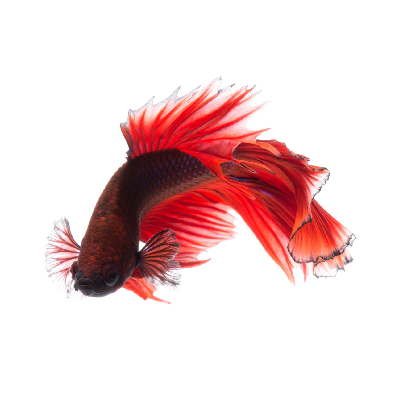 We Suggest Adorable Names for Your Delicate Darling Betta Fish - Pet Ponder