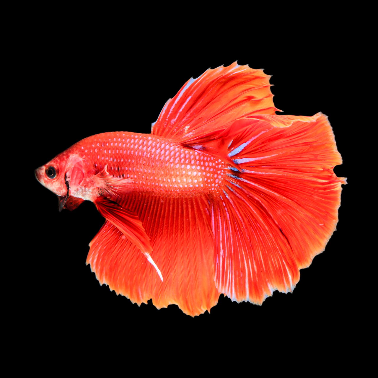 We Suggest Adorable Names for Your Delicate Darling Betta Fish