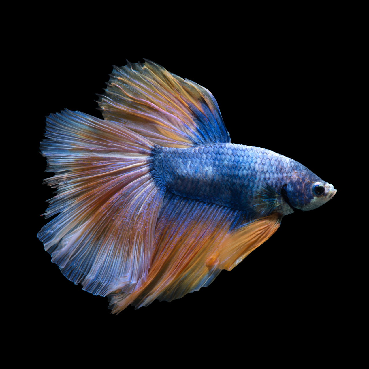 Remarkably Astonishing Facts About Betta Fish - Pet Ponder