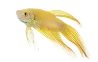 Betta Golden Fish
