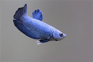 Blue Color Betta Fish