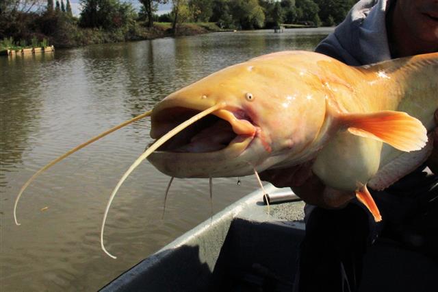Mandarin Catfish Held By A Man