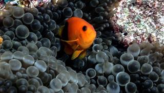 Red Saddleback Clownfish