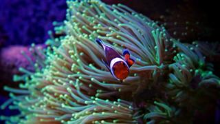 Clownfish In Tropical Aquarium