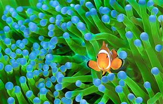 Colorful Clownfish