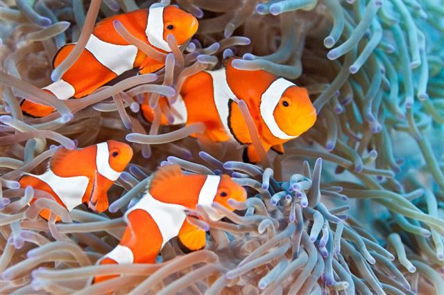 Clownfish In Anemone Underwater
