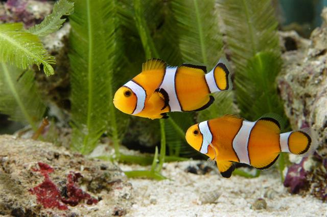 Two Clown Fishes