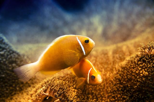 Underwater Clownfish And Anemone