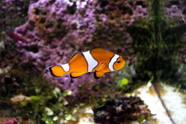 Clown Fish In Marine Aquarium